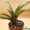 Neoregelia "Ariel" (Hybrid)