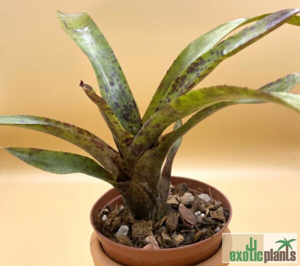 Neoregelia 