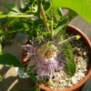 Passiflora incarnata (Maypop) – Bild 2