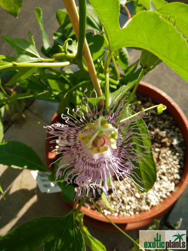 Passiflora incarnata (Maypop) – Bild 2
