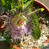 Passiflora incarnata (Maypop)