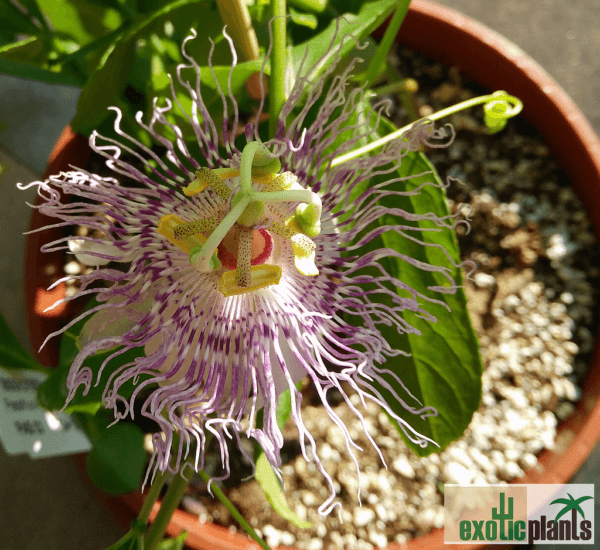 Passiflora incarnata (Maypop)