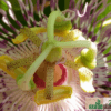 Passiflora incarnata (Maypop) – Bild 3