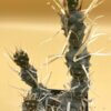 Tephrocactus articulatus var. papyrocantha – Bild 3