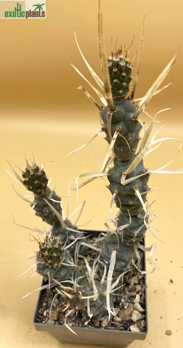 Tephrocactus articulatus var. papyrocantha – Bild 3