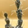 Tephrocactus articulatus var. papyrocantha