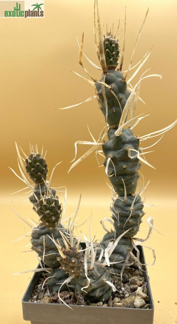 Tephrocactus articulatus var. papyrocantha