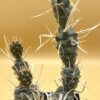 Tephrocactus articulatus var. papyrocantha – Bild 2