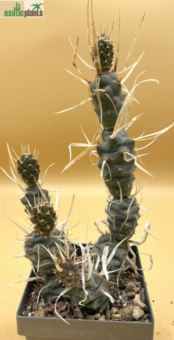 Tephrocactus articulatus var. papyrocantha – Bild 2