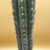 Echinopsis (syn. Trichocereus) peruvianus
