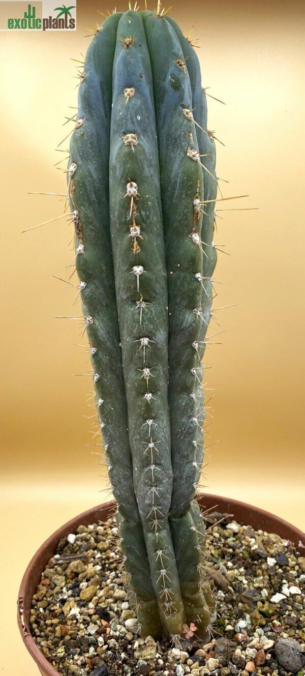 Echinopsis (syn. Trichocereus) peruvianus