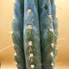 Echinopsis (syn. Trichocereus) peruvianus – Bild 2