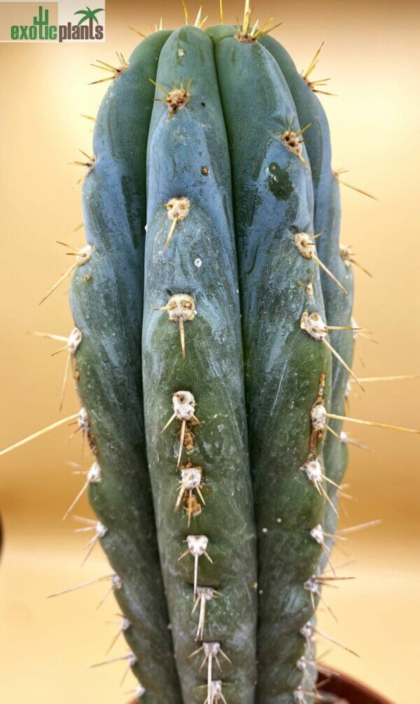 Echinopsis (syn. Trichocereus) peruvianus – Bild 2