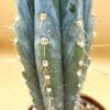 Echinopsis (syn. Trichocereus) peruvianus – Bild 3