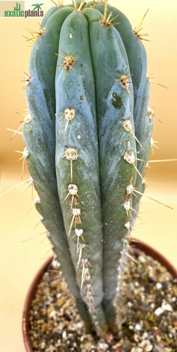 Echinopsis (syn. Trichocereus) peruvianus – Bild 3