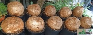 Ipomoea bollusii Caudex 10-16 cm DM