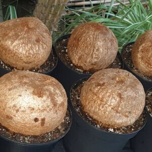 Ipomoea bollusii Caudex 10-16 cm DM