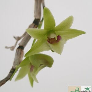 Dendrobium officinale