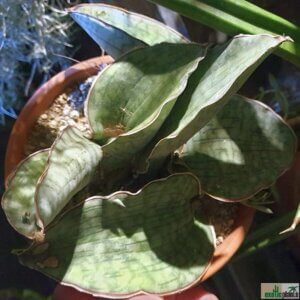 Dracaena bhitalae ‘Superclone‘ (juvenile Form)