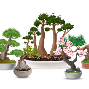 Bonsai