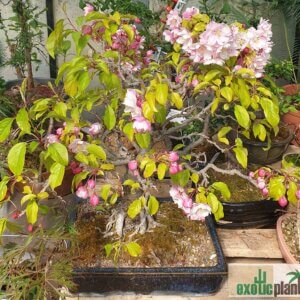 Apfelbaum - Bonsai