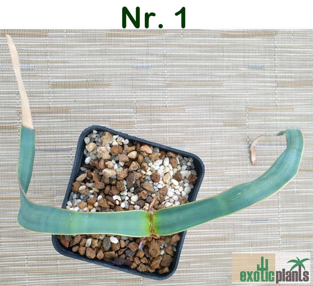Welwitschia mirabilis – Bild 2