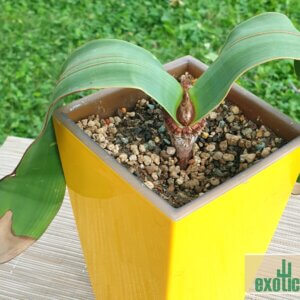Welwitschia mirabilis