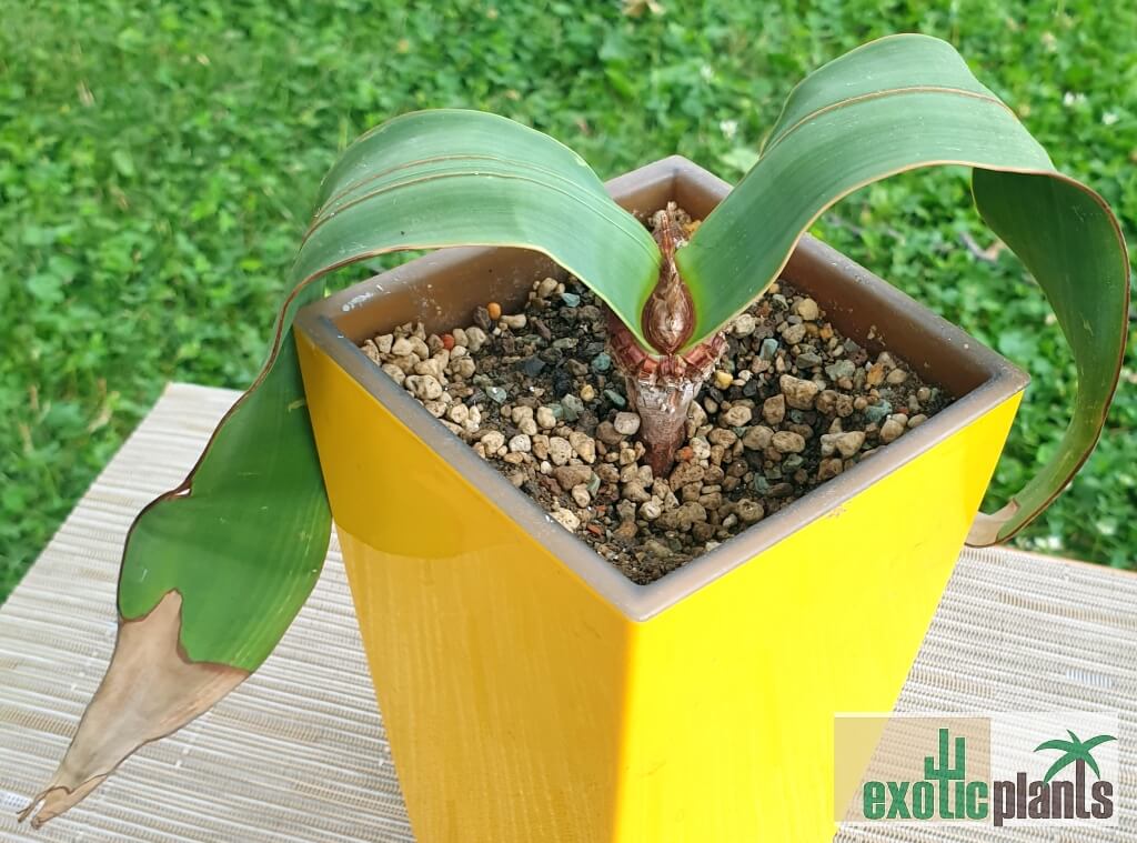 Welwitschia mirabilis