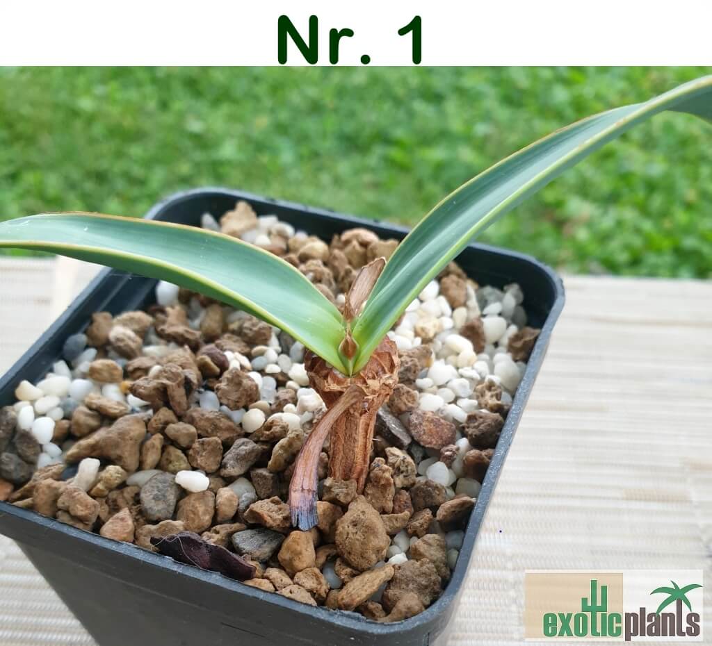 Welwitschia mirabilis – Bild 3