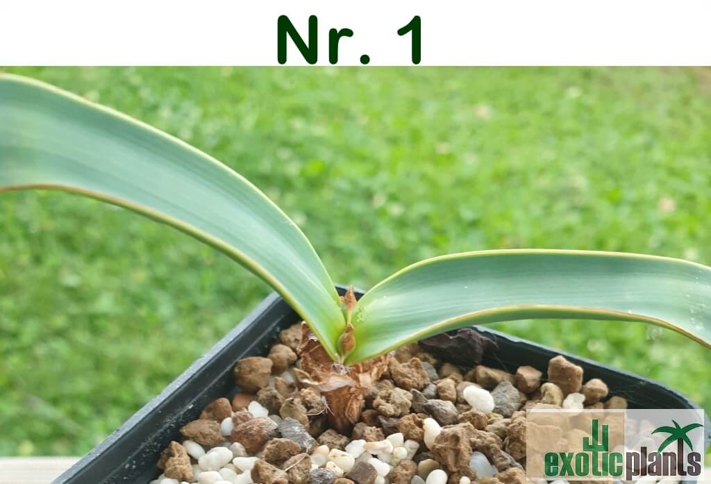 Welwitschia mirabilis – Bild 4