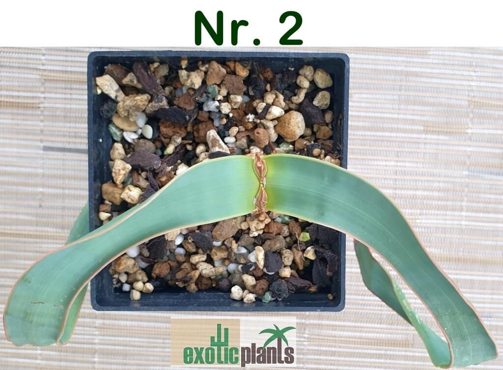 Welwitschia mirabilis – Bild 5