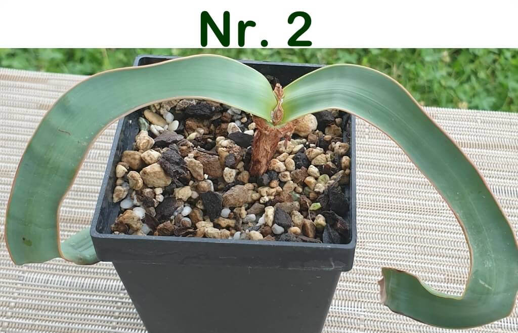 Welwitschia mirabilis – Bild 6