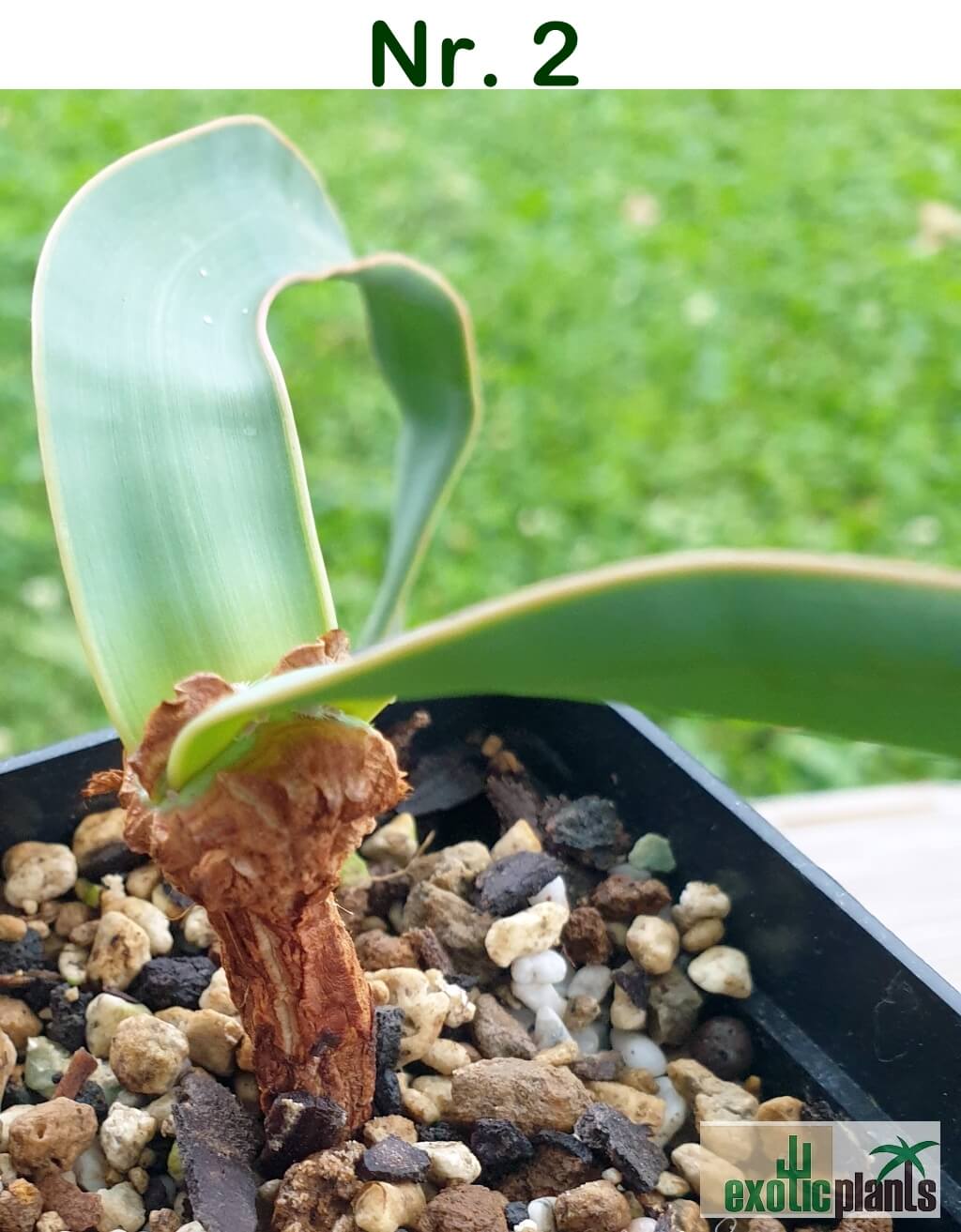 Welwitschia mirabilis – Bild 7
