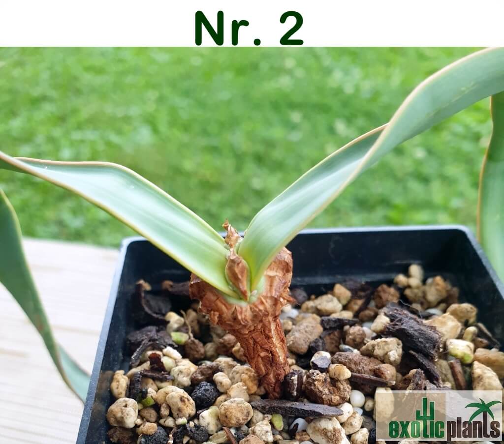 Welwitschia mirabilis – Bild 8