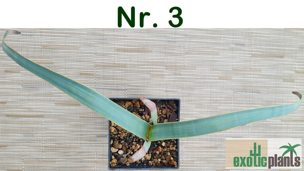 Welwitschia mirabilis – Bild 9