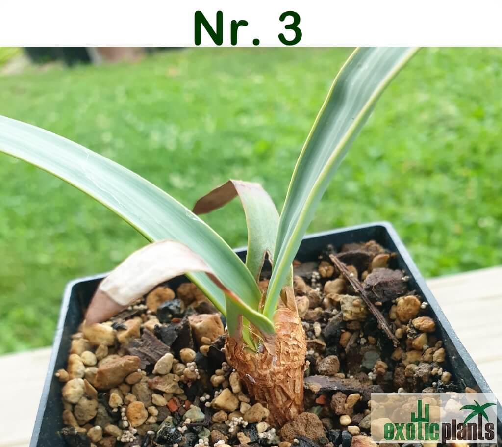 Welwitschia mirabilis – Bild 10