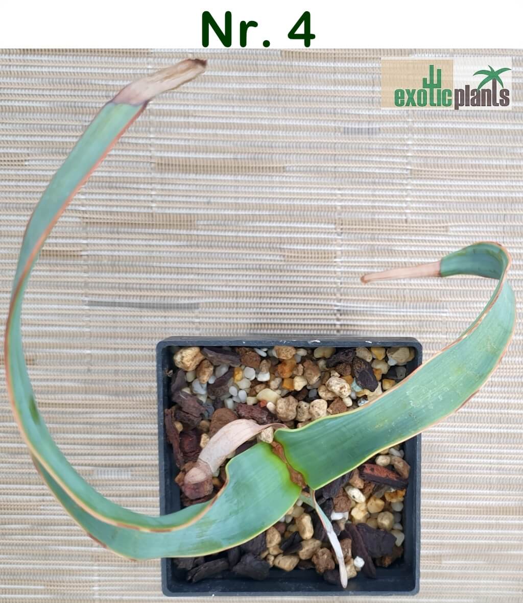 Welwitschia mirabilis – Bild 11