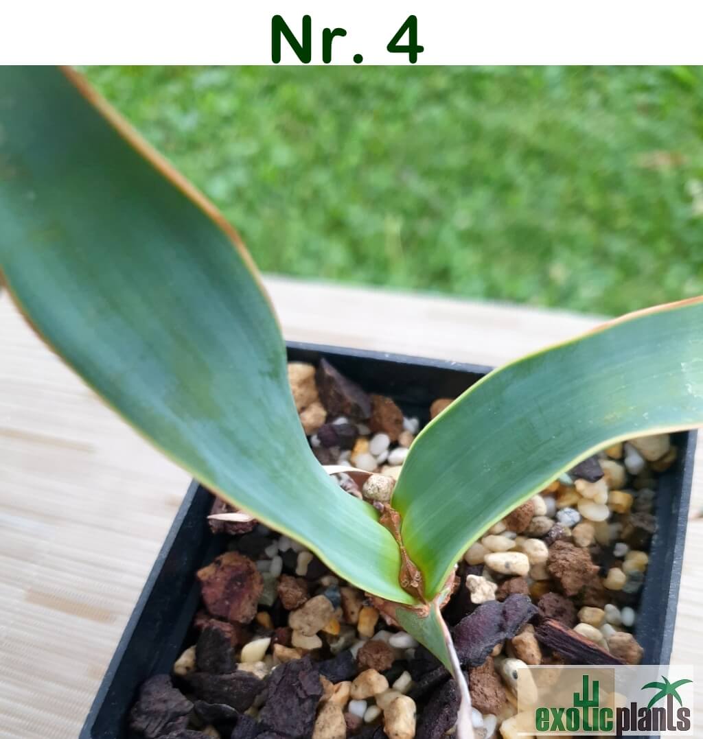 Welwitschia mirabilis – Bild 12