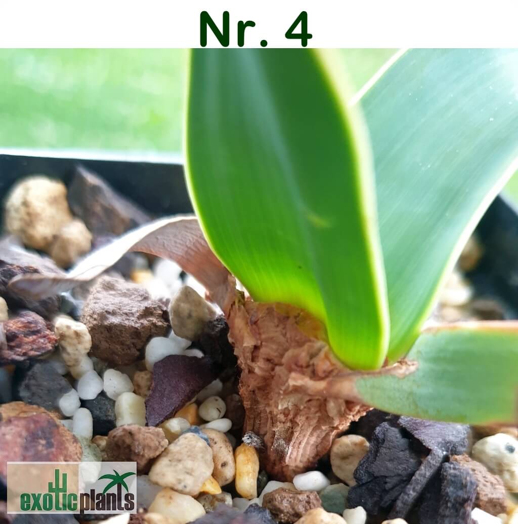 Welwitschia mirabilis – Bild 13