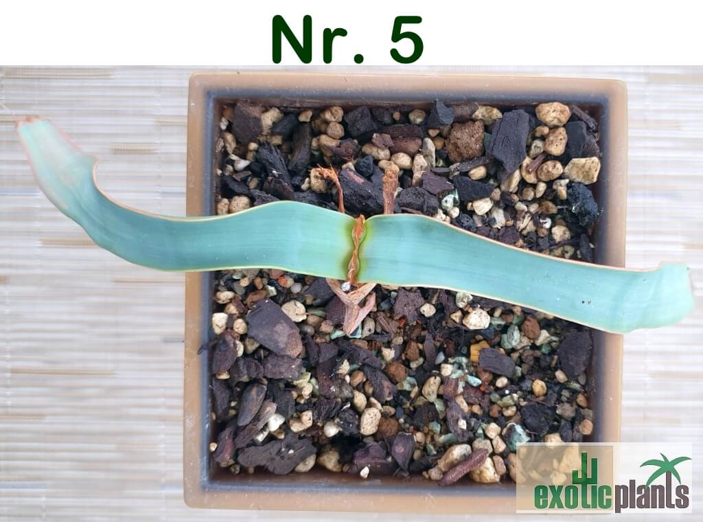 Welwitschia mirabilis – Bild 14