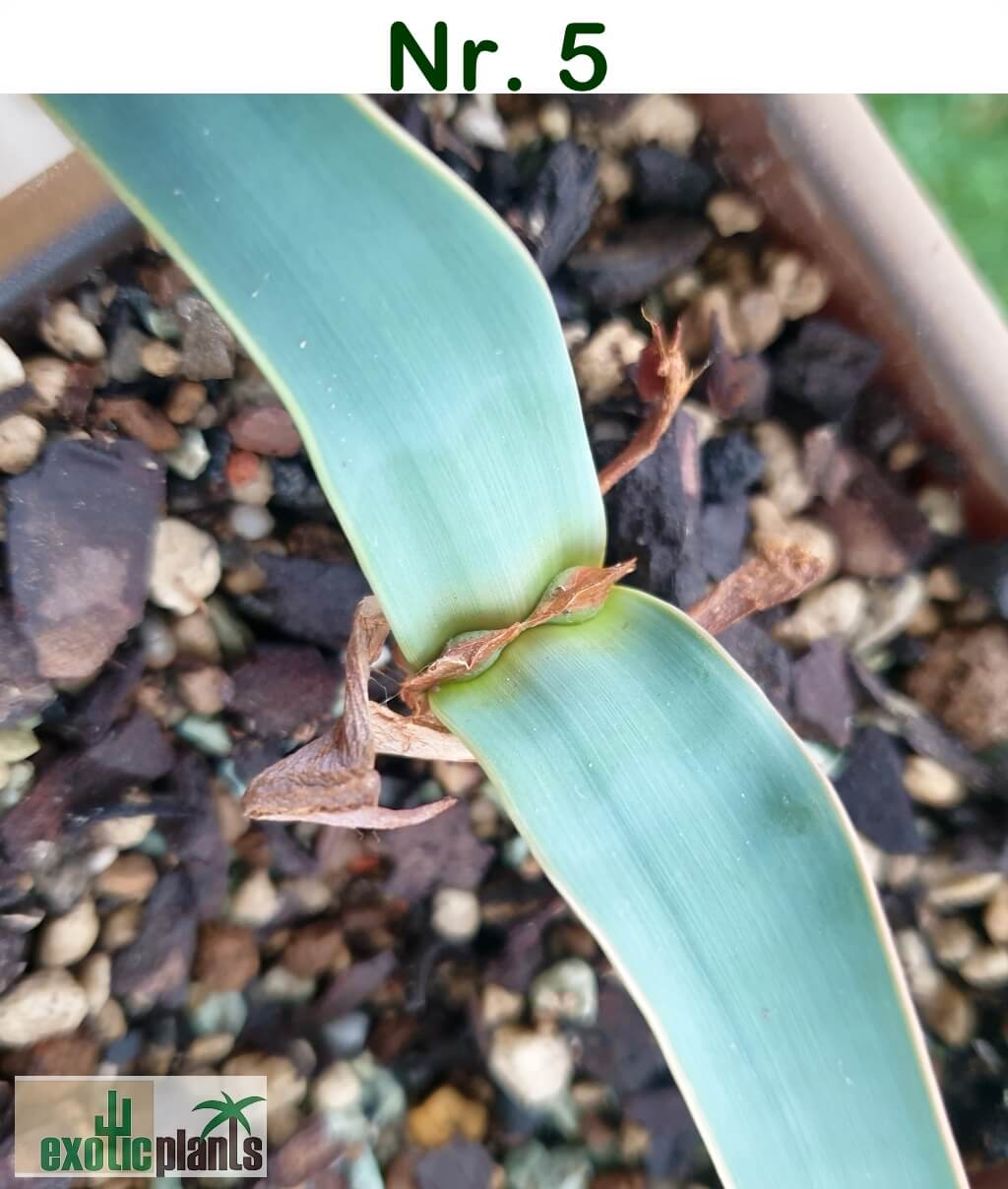 Welwitschia mirabilis – Bild 15
