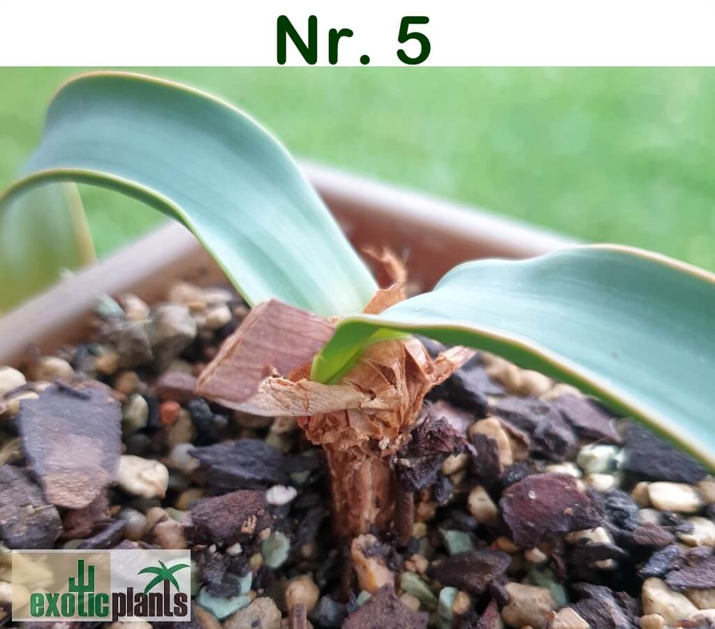 Welwitschia mirabilis – Bild 16