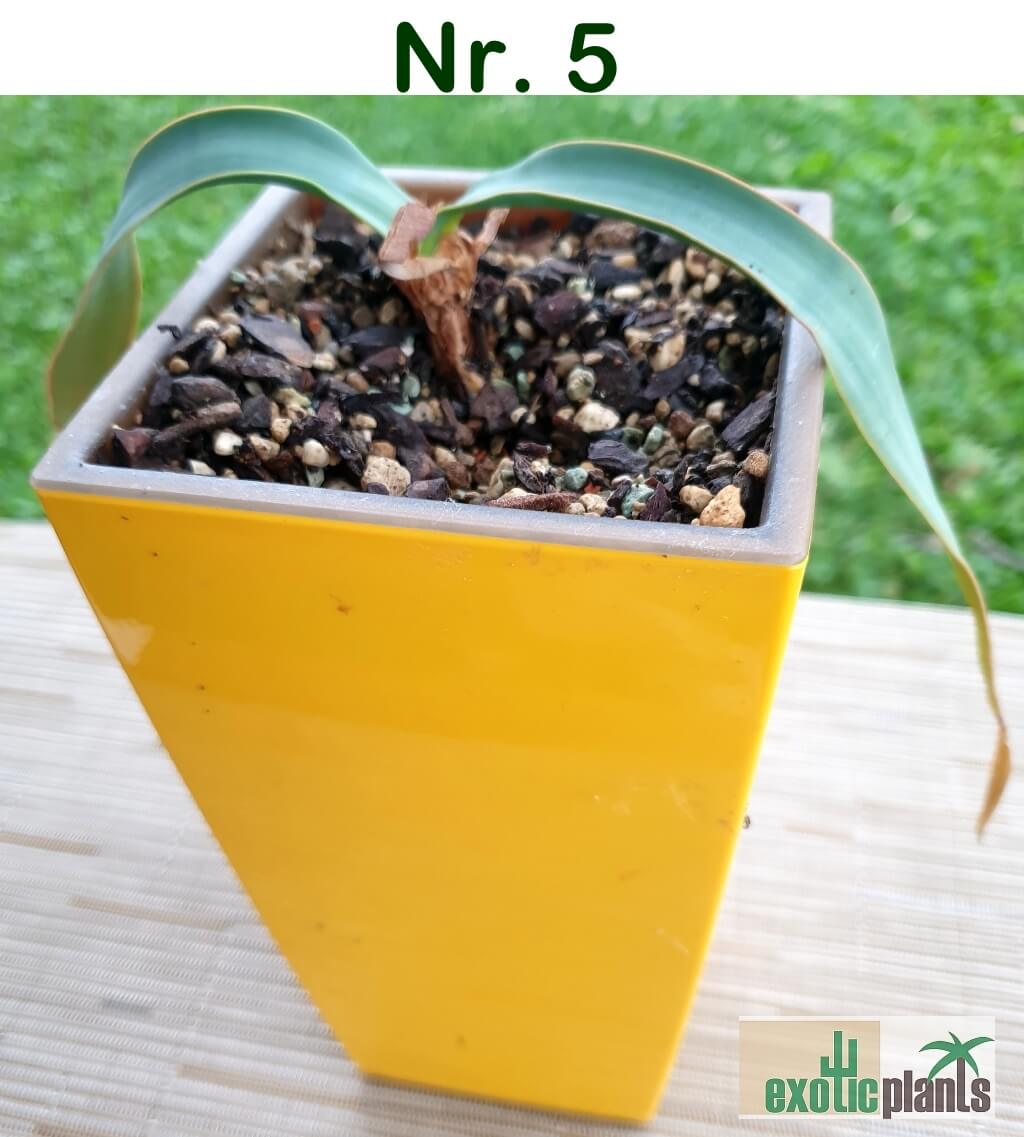 Welwitschia mirabilis – Bild 17