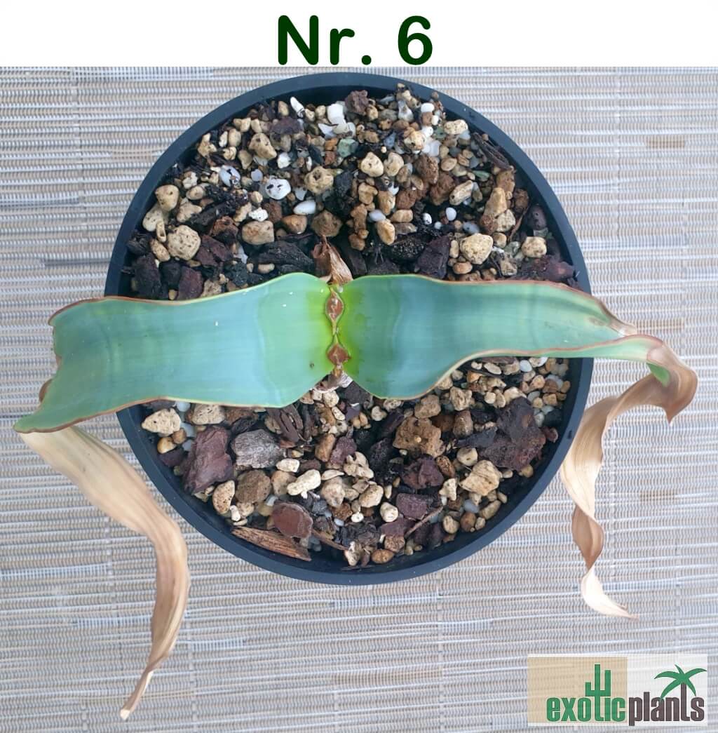 Welwitschia mirabilis – Bild 18