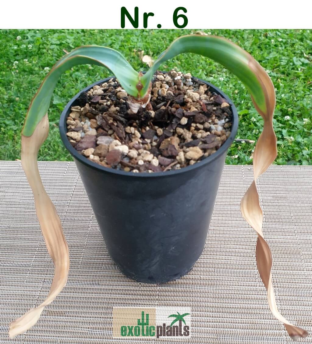 Welwitschia mirabilis – Bild 19