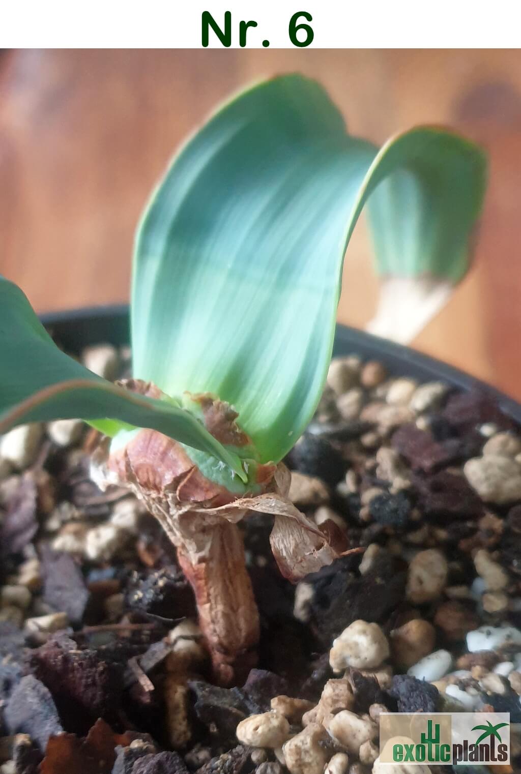 Welwitschia mirabilis – Bild 20
