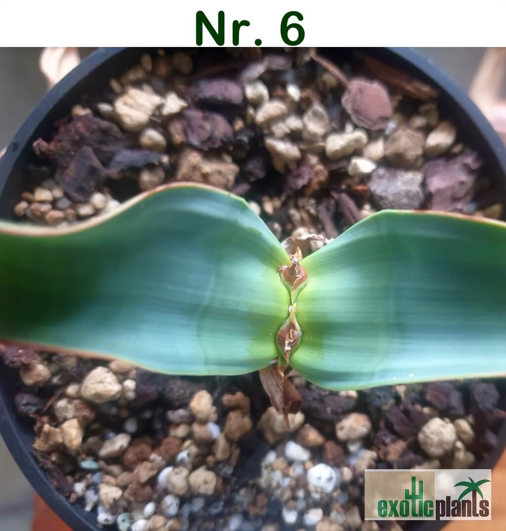 Welwitschia mirabilis – Bild 21